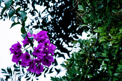 Close-up of purple flowers blooming on tree