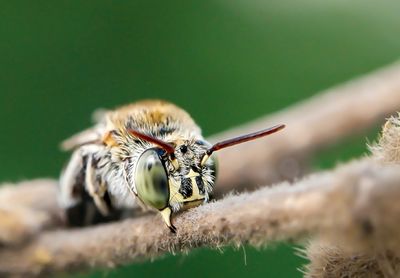 Close-up of bee