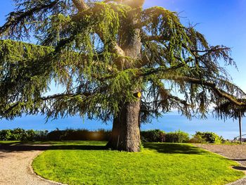 Trees in park against sky