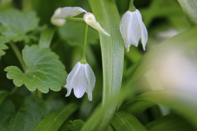 Close-up of white flowers