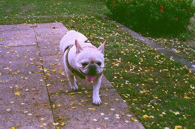 Dog standing on grass