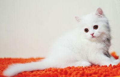 Close-up of white cat with kitten