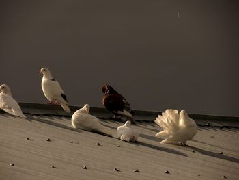 Birds perching on ground