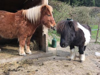 Horses standing on field