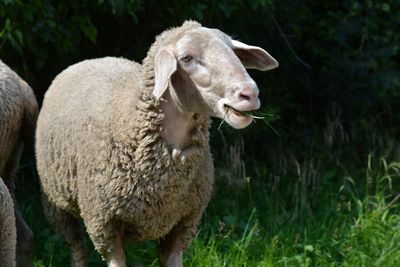 Close-up of sheep on field