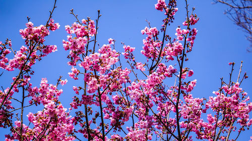 Low angle view of cherry blossoms against sky