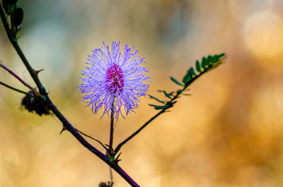 Close-up of purple flowering plant