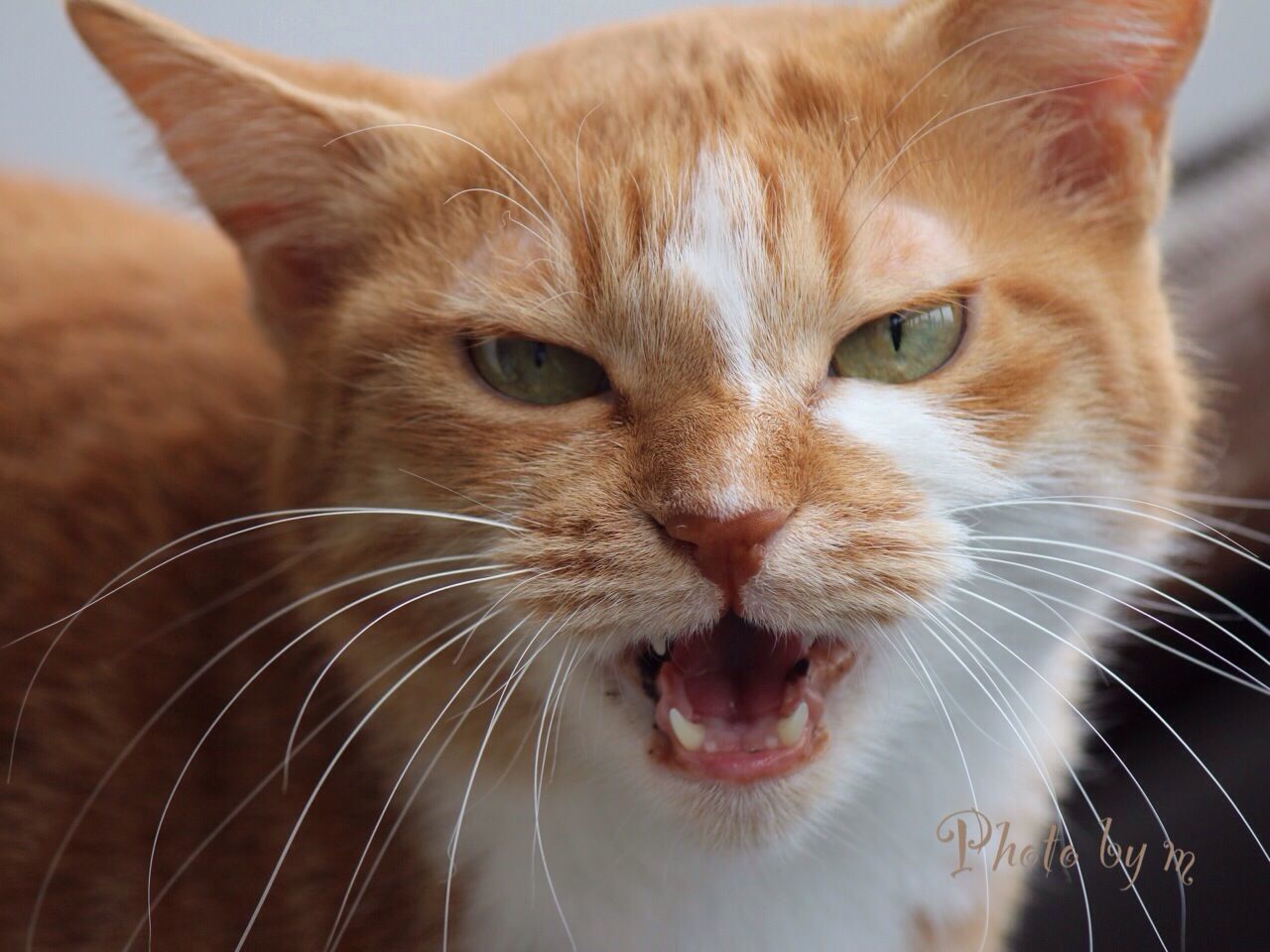 domestic cat, domestic animals, pets, animal themes, cat, one animal, feline, mammal, whisker, looking at camera, portrait, close-up, indoors, animal eye, animal head, focus on foreground, staring, alertness, animal body part, front view