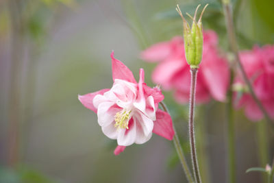 Close-up of pink flowering plant