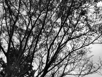 Low angle view of silhouette tree against sky