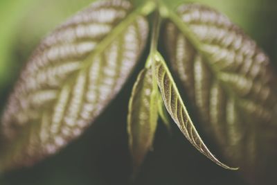 Macro shot of yellow flower