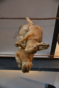 Low angle view of dead rabbits hanging from ceiling