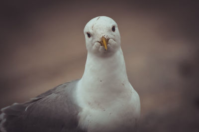 Close-up portrait of seagull