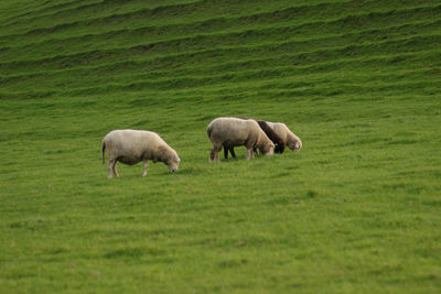 Sheep grazing in a field