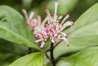 Tropical flower with white and purple colors