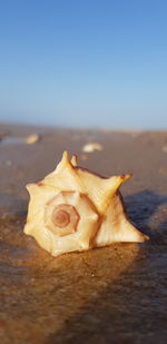 Close-up of a shell on the beach
