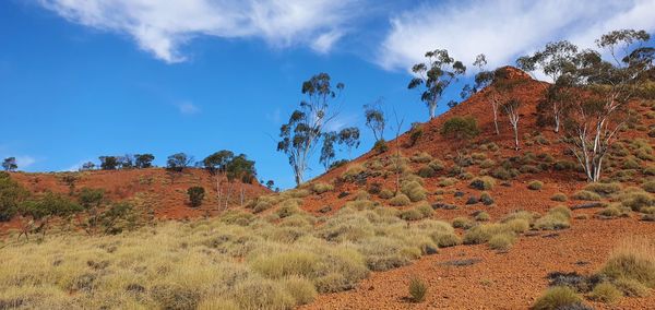 Lark quarry conservation park