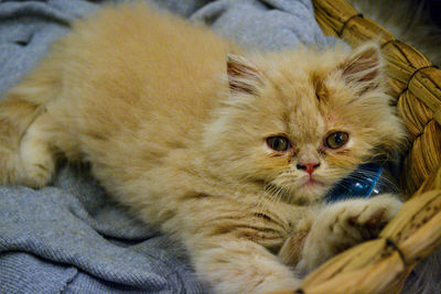 Close-up portrait of kitten