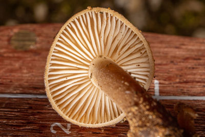 Close-up of mushroom on a knife