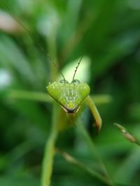 Close-up of insect on leaf