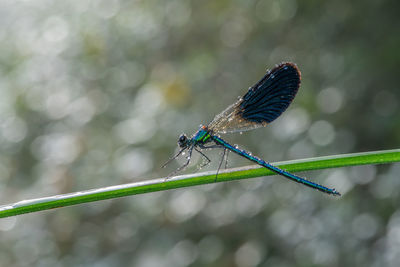 Close-up of dragonfly on leaf