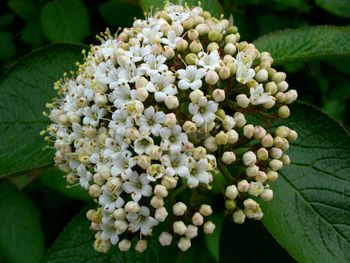 Close-up of flower