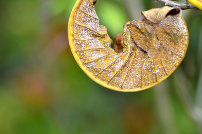 Close-up of raindrops on leaves