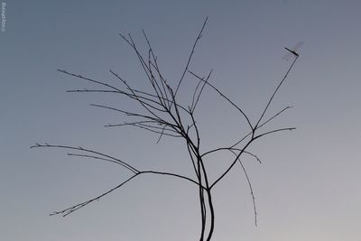 Low angle view of bare trees