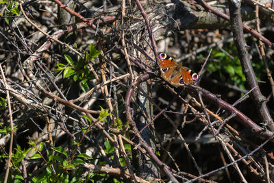 Peacock butterfly perching on twig, aglais io