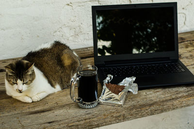 High angle view of cat with laptop on wooden table