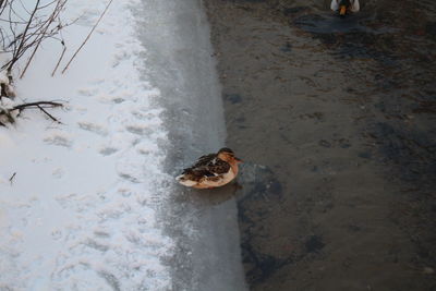 High angle view of duck swimming in water