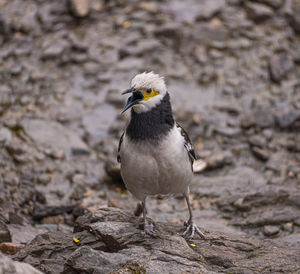 Close-up of bird perching on rock