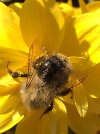 Close-up of bee pollinating on yellow flower