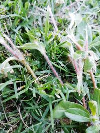 Close-up view of plants