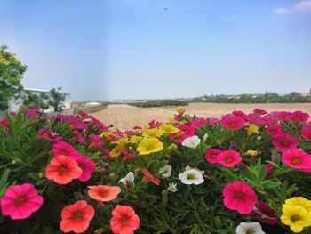 Pink flowers blooming on field against sky