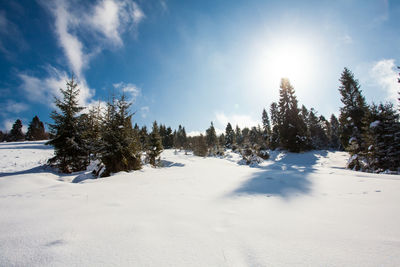 Trees on snow covered land against sky