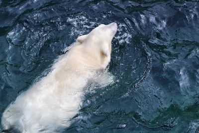 View of seal swimming in sea