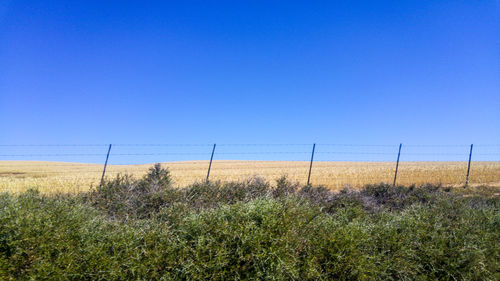 Scenic view of field against clear blue sky