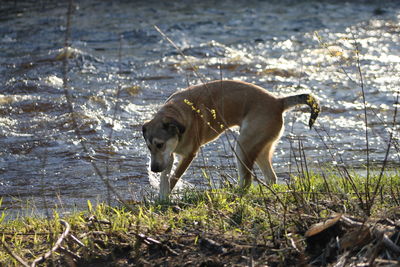 Dog at riverbank