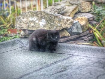 Cat resting on tiled floor