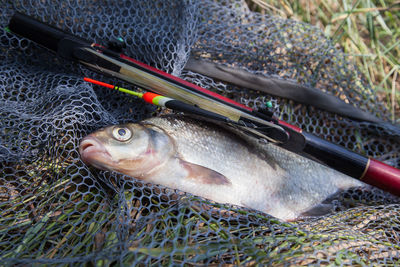 Close-up of fish