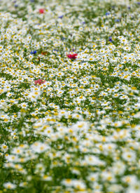 Close-up of white flowering plants on field