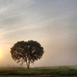 Tree on field against sky