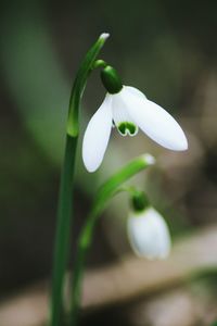 Close-up of white flower blooming outdoors