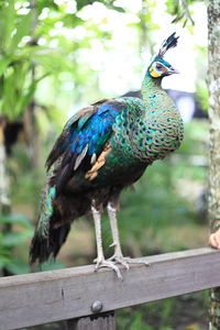 Close-up of peacock perching on railing