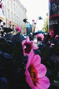 Close-up of pink flowers