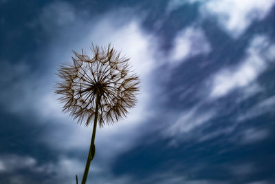 Low angle view of flowering plant against sky