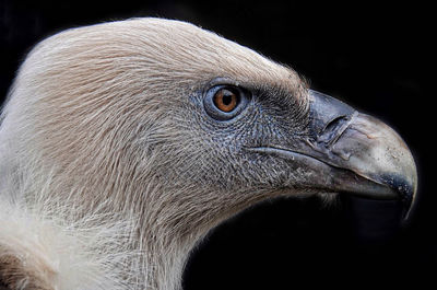 Close-up portrait of eagle