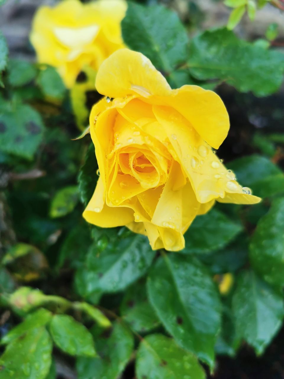 yellow, flower, plant, flowering plant, beauty in nature, freshness, petal, close-up, flower head, nature, inflorescence, rose, fragility, growth, plant part, leaf, no people, wet, focus on foreground, outdoors, water, drop, springtime, garden roses, day, green, vibrant color, blossom, rain, garden