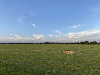 View of sheep on grassy field against sky